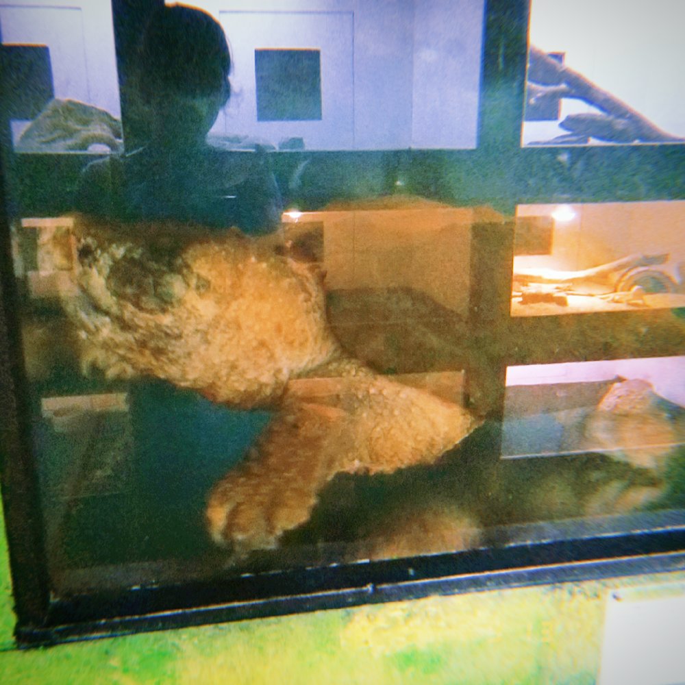 Alligator snapping turtle Alligator snapping turtle