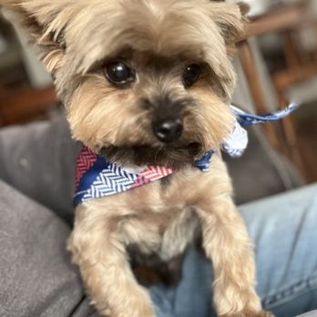 Woof Wash Waggin - Sir, after his grooming - Pet Groomers Near Me Woof Wash Waggin - Sir, after his grooming - Pet Groomers Near Me