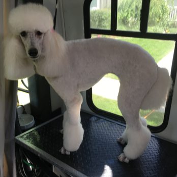 Makeover Rover - Pet Groomers Near Me Makeover Rover - Pet Groomers Near Me
