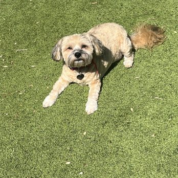 Crown Mobile Grooming - Raylee - Pet Groomers Near Me Crown Mobile Grooming - Raylee - Pet Groomers Near Me