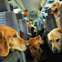 Photo of On the Fly Pet Sitting