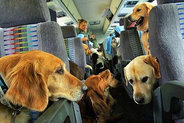 On the Fly Pet Sitting - pet boarding facility in Fort Collins, CO