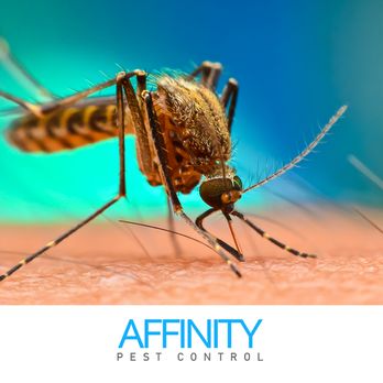 Affinity Pest Control - Pest Control Near Me - Boise, Idaho Affinity Pest Control - Pest Control Near Me - Boise, Idaho