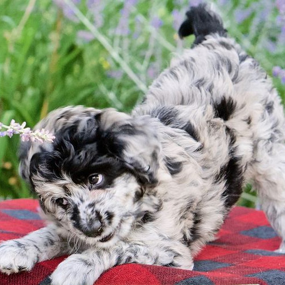 Raw Dog Food Castle Rock Co Sale www.jkuat.ac.ke