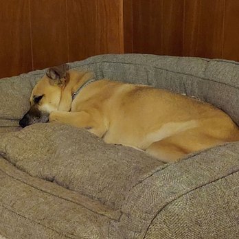 D Pet Hotels Austin - Totally pooped! Thanks again! - Pet Groomers Near Me - Austin, Texas D Pet Hotels Austin - Totally pooped! Thanks again! - Pet Groomers Near Me - Austin, Texas