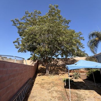 Alex's Natural Tree Care - Before - Tree Services Near Me - Pomona, California