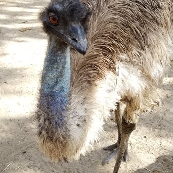 Earth N Us Farm - The emu loved visitors and followed us around :) - Community Service/Non-Profit Near Me - Miami, Florida Earth N Us Farm - The emu loved visitors and followed us around :) - Community Service/Non-Profit Near Me - Miami, Florida