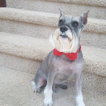SAGE Veterinary Centers - Dublin - Sir Jake to you! - Veterinarians Near Me - Dublin, California