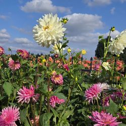Swan Island Dahlias