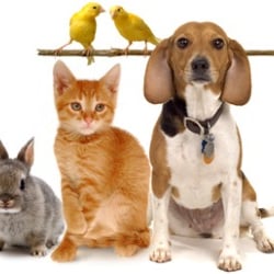 Precious Angels Pet Sitting Service