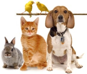 Precious Angels Pet Sitting Service Image