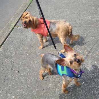 The Animal Law - Moose and Norton looking as fly as always on their walk! - Pet Training Near Me The Animal Law - Moose and Norton looking as fly as always on their walk! - Pet Training Near Me