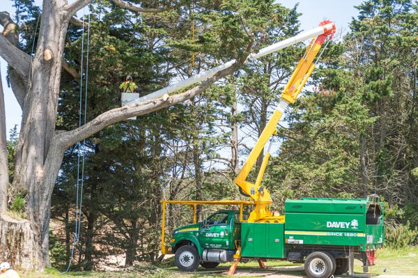 Davey Tree Expert Co