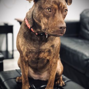 petco grooming pembroke