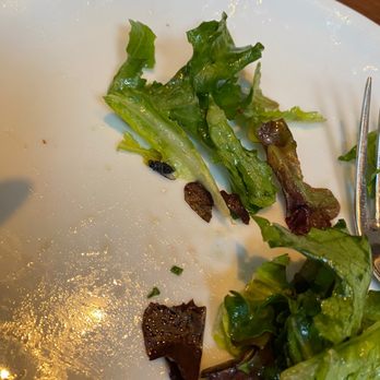 Wilder - Salad with fly - Pizza Near Me - Philadelphia, Pennsylvania Wilder - Salad with fly - Pizza Near Me - Philadelphia, Pennsylvania