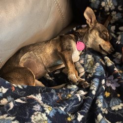 Ruff House Rescue