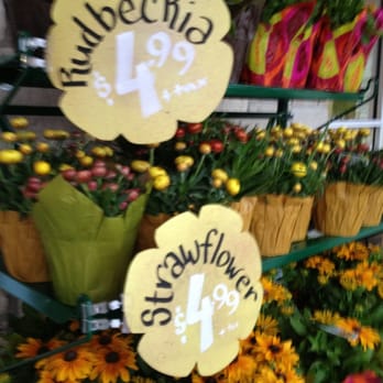 Trader Joe's - Pretty flower plants - Grocery Near Me - Austin, Texas Trader Joe's - Pretty flower plants - Grocery Near Me - Austin, Texas
