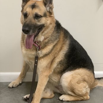 Van Nuys Veterinary Clinic - Princess Zoe and her hurt left ankle. - Veterinarians Near Me - Van Nuys, California