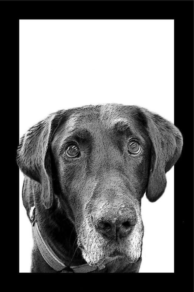 SECOND NATURE PET FOOD Updated September 2024 11 Photos & 15