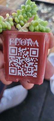 Flora Rooftop Bar and Lounge by null