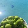 Photo of Armash Produce