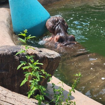 Denver Zoo - Zoos Near Me - Denver, Colorado