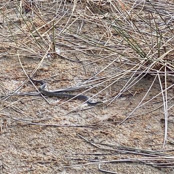 Apoxee Wilderness Trail - snake - Hiking Near Me - West Palm Beach, Florida Apoxee Wilderness Trail - snake - Hiking Near Me - West Palm Beach, Florida