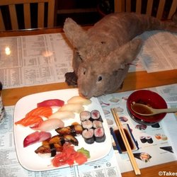 KANG FU JAPANESE & CHINESE RESTAURANT. Dr. Takeshi Yamada and Seara (Coney Island sea rabbit). assorted sushi. miso soup