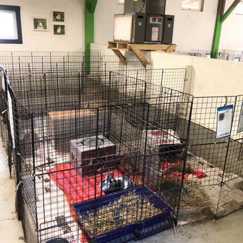 Great Lakes Rabbit Sanctuary - Pet Adoption Near Me
