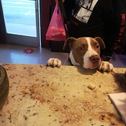 Photo of Tacos Moreno - Santa Cruz, CA, United States. Four legged customer
