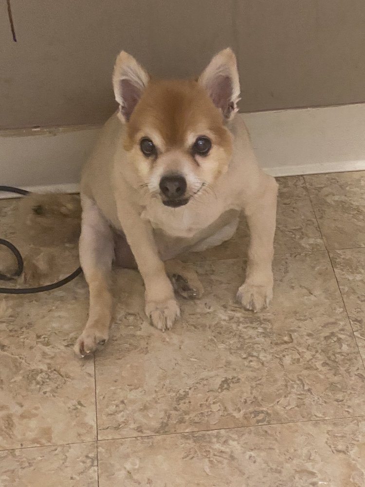 MUDDY PAWS PET GROOMING Updated August 2024 104 W 14th St, Elmira