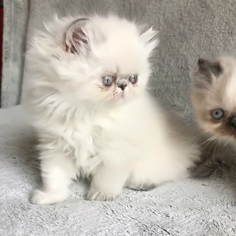 Elite Kitten - Pet Breeders Near Me