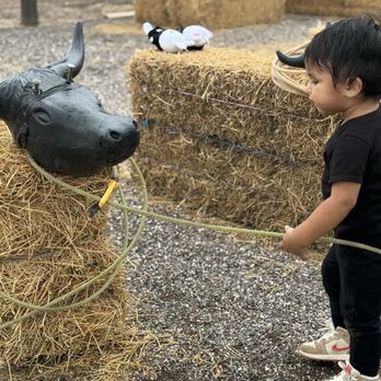 Rocker 7 Farm Patch - Practicing for his future - Pumpkin Patches Near Me - Buckeye, Arizona Rocker 7 Farm Patch - Practicing for his future - Pumpkin Patches Near Me - Buckeye, Arizona