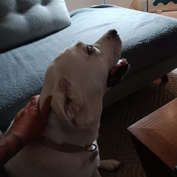 Man's Best Friend - Sugar and Gary watching TV - Pet Sitting Near Me - Coachella, California Man's Best Friend - Sugar and Gary watching TV - Pet Sitting Near Me - Coachella, California