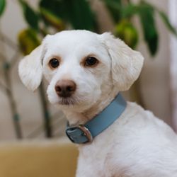 Louie