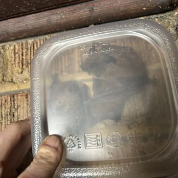 Lone Wolf Wildlife - I caught bats by hand that were sitting by the customers front door. - Wildlife Control Near Me - St. Louis, Missouri Lone Wolf Wildlife - I caught bats by hand that were sitting by the customers front door. - Wildlife Control Near Me - St. Louis, Missouri