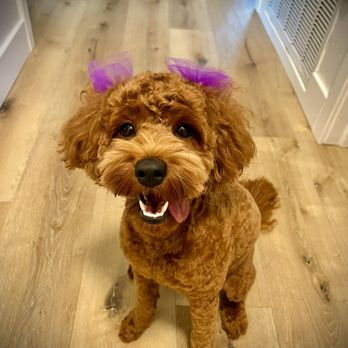 Top Dogz - Emery - Pet Breeders Near Me Top Dogz - Emery - Pet Breeders Near Me