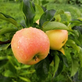 Albrecht's Nursery & Orchard - two apples on a tree - Nurseries & Gardening Near Me - Chippewa Falls, Wisconsin Albrecht's Nursery & Orchard - two apples on a tree - Nurseries & Gardening Near Me - Chippewa Falls, Wisconsin