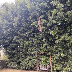 Ralph’s Tree Services - Before