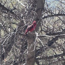Desert Trails RV Park - Male Cardinal in tree! Gorgeous!!