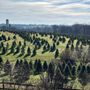 Photo of Frog Hollow Evergreens
