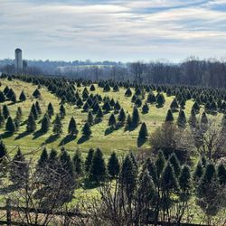 Frog Hollow Evergreens - Partial view of fields. Taken 12-4-22. Still a good selection left.
