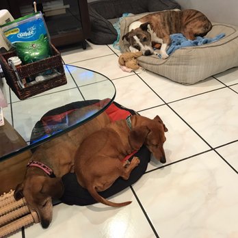 Sky's the Limit Pet Service - My dogs lounging - Dog Walkers Near Me Sky's the Limit Pet Service - My dogs lounging - Dog Walkers Near Me