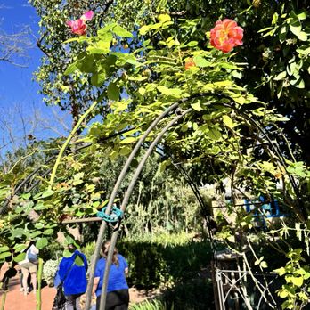 Tucson Botanical Gardens - Huge blooming rose - Botanical Gardens Near Me - Tucson, Arizona Tucson Botanical Gardens - Huge blooming rose - Botanical Gardens Near Me - Tucson, Arizona