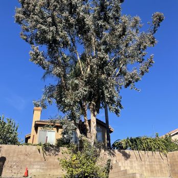 Wilmer’s Tree Service - Tree Services Near Me Wilmer’s Tree Service - Tree Services Near Me