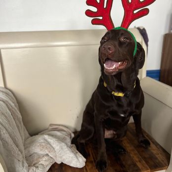 Wandering Woof - Wandering Woof Christmas - Pet Boarding Near Me Wandering Woof - Wandering Woof Christmas - Pet Boarding Near Me