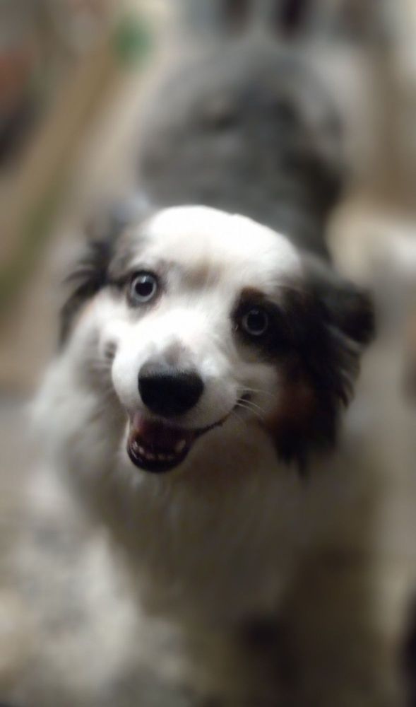 Hillbilly Style Grooming - pet boarding facility in Halstead, KS