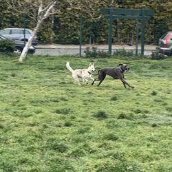 South Prescott Dog Park - Plenty of room to run even for large dogs
