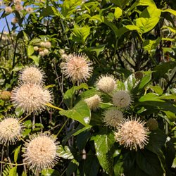 West Lake Nature Preserve - These things smelled as cool as they looked. Bees were loving them