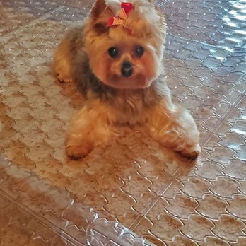 Autumn's Pampered Paws - Chloe front view - Pet Groomers Near Me - Euless, Texas Autumn's Pampered Paws - Chloe front view - Pet Groomers Near Me - Euless, Texas